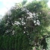 image 24